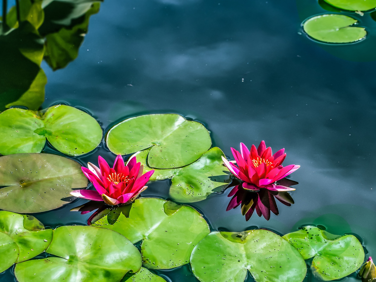 Красные лилии на воде