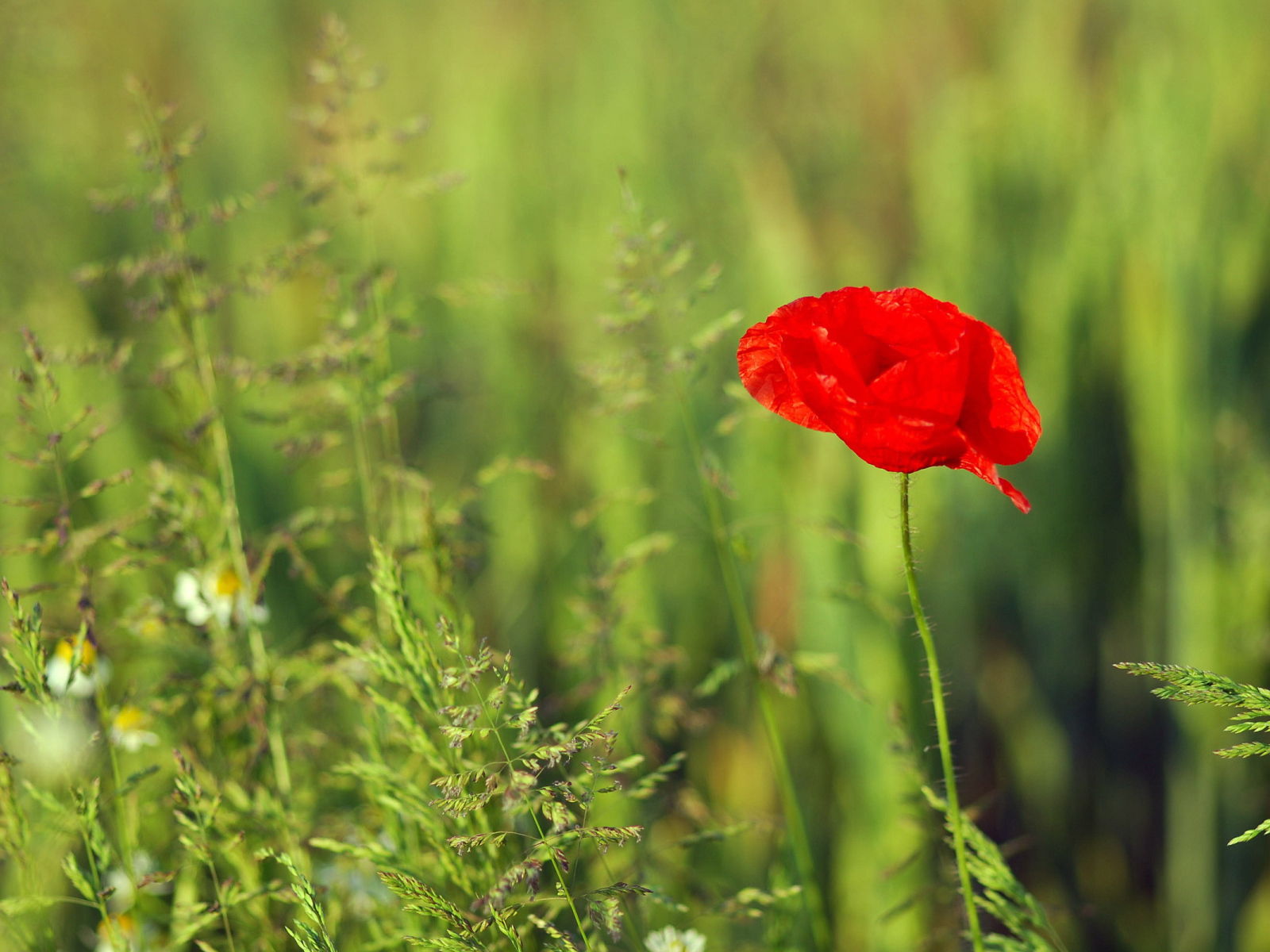 Красный цветок мака на поле