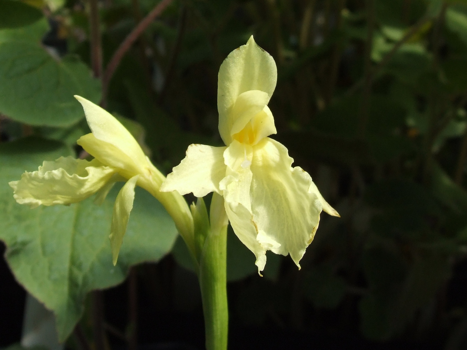 Красивый цветок роскоя в парке