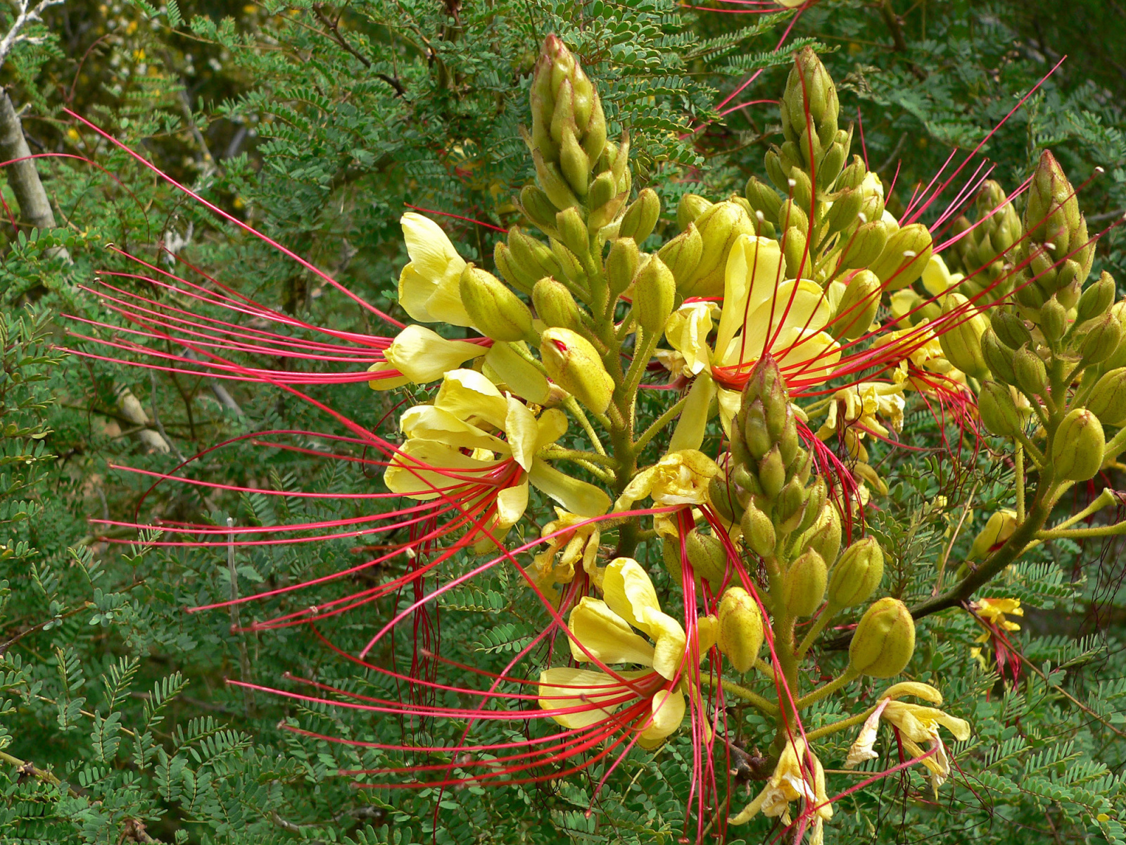 Красивая роскоя в саду