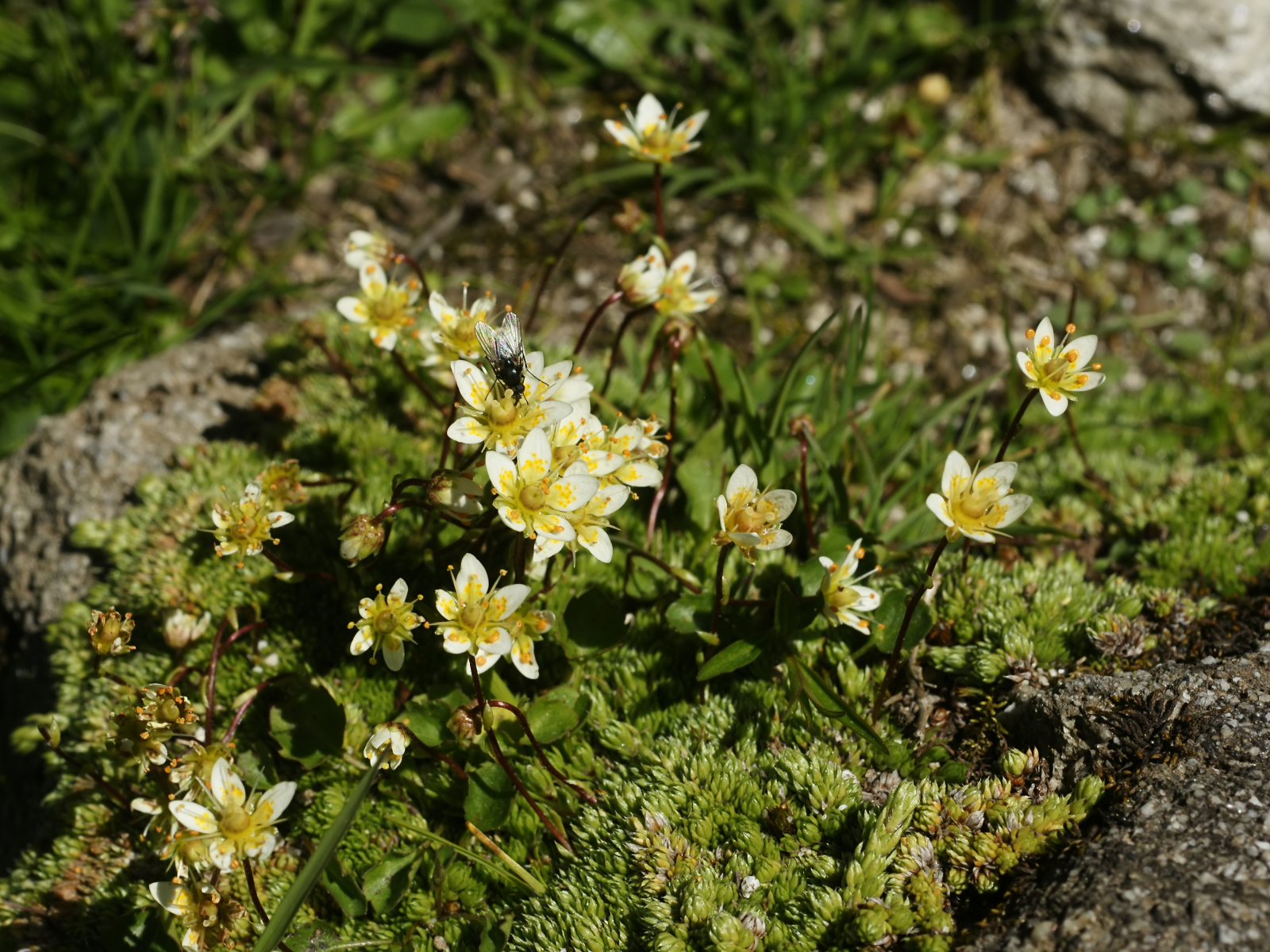Цветы резуха в лесу
