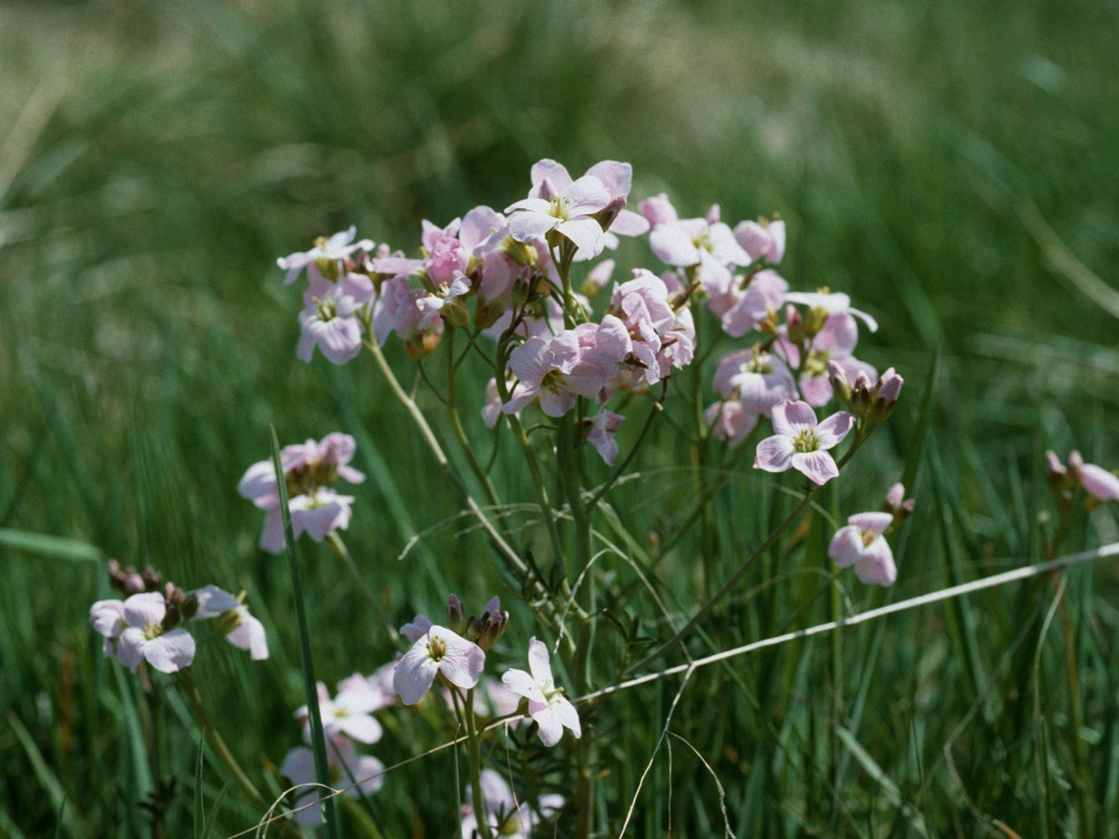 Цветы резуха в саду