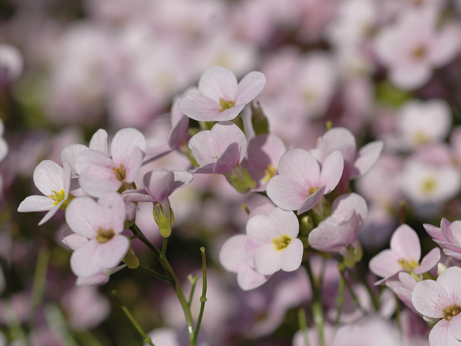 Цветы резуха на поляне