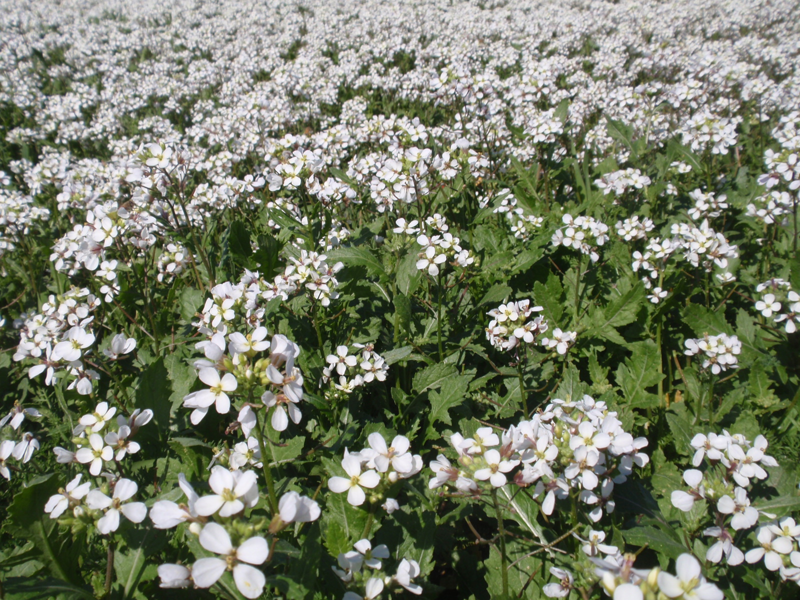 Резуха на поляне