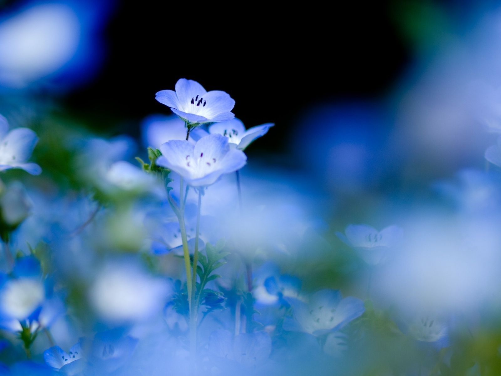 Spring flowers forget-me-