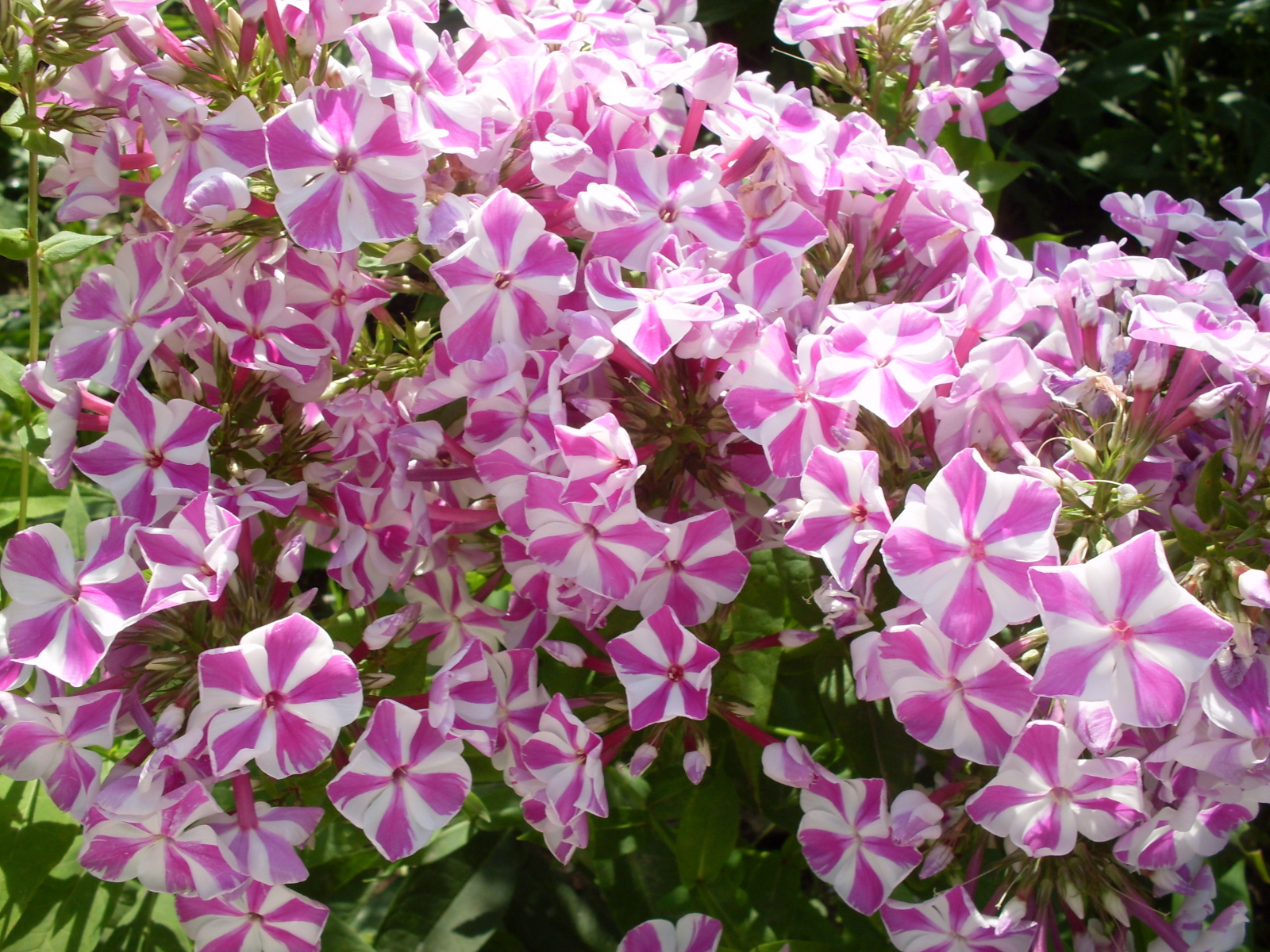 В лесу прекрасные цветы флокс