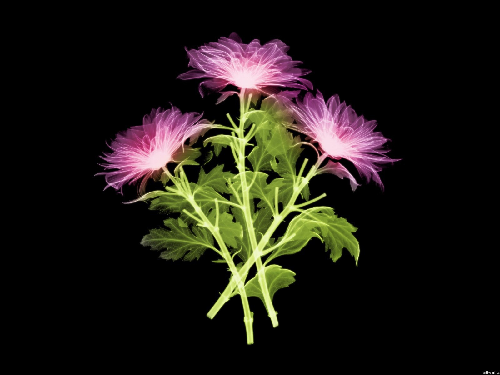 Три цветка на черном фоне