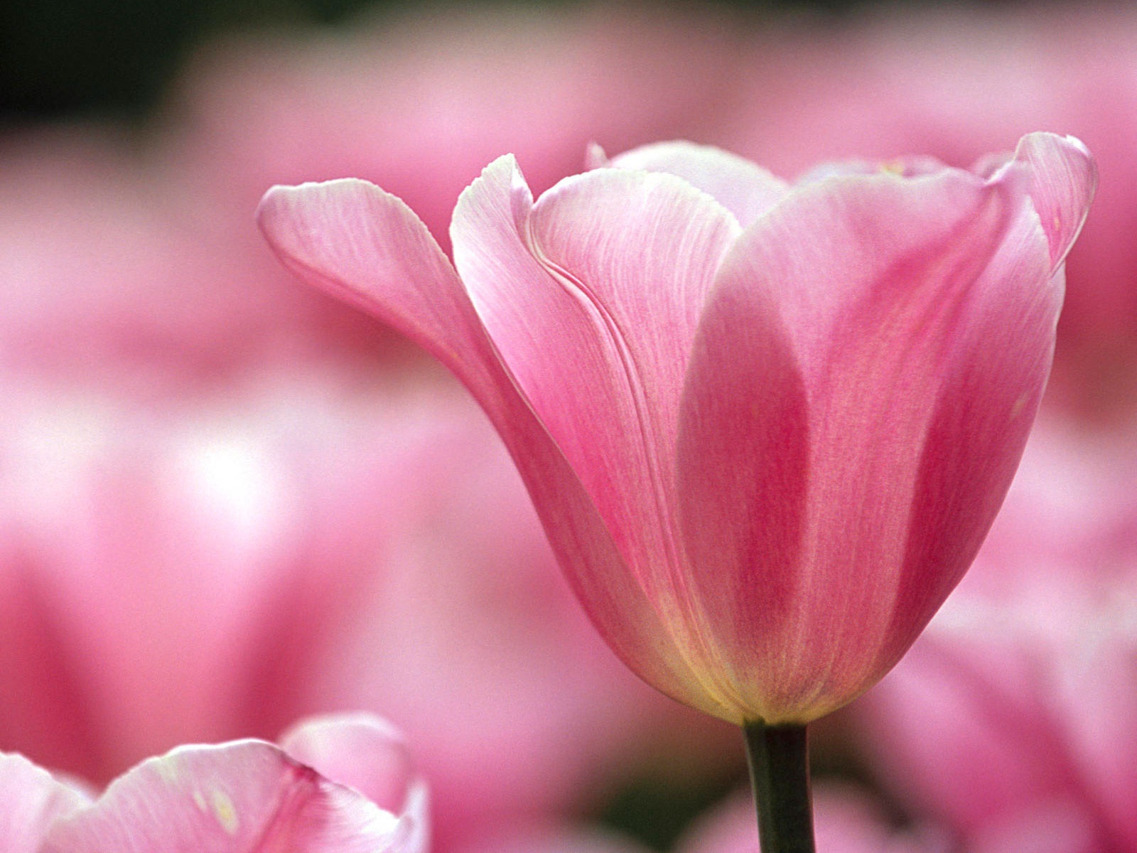 Распускающийся цветок в парке