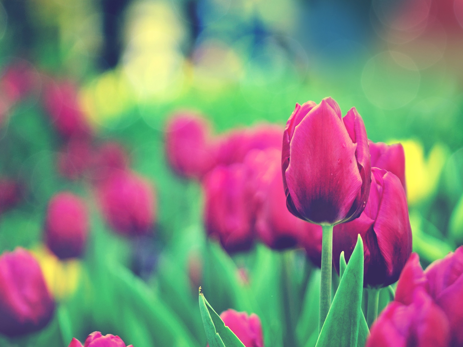 Сад тюльпанов 