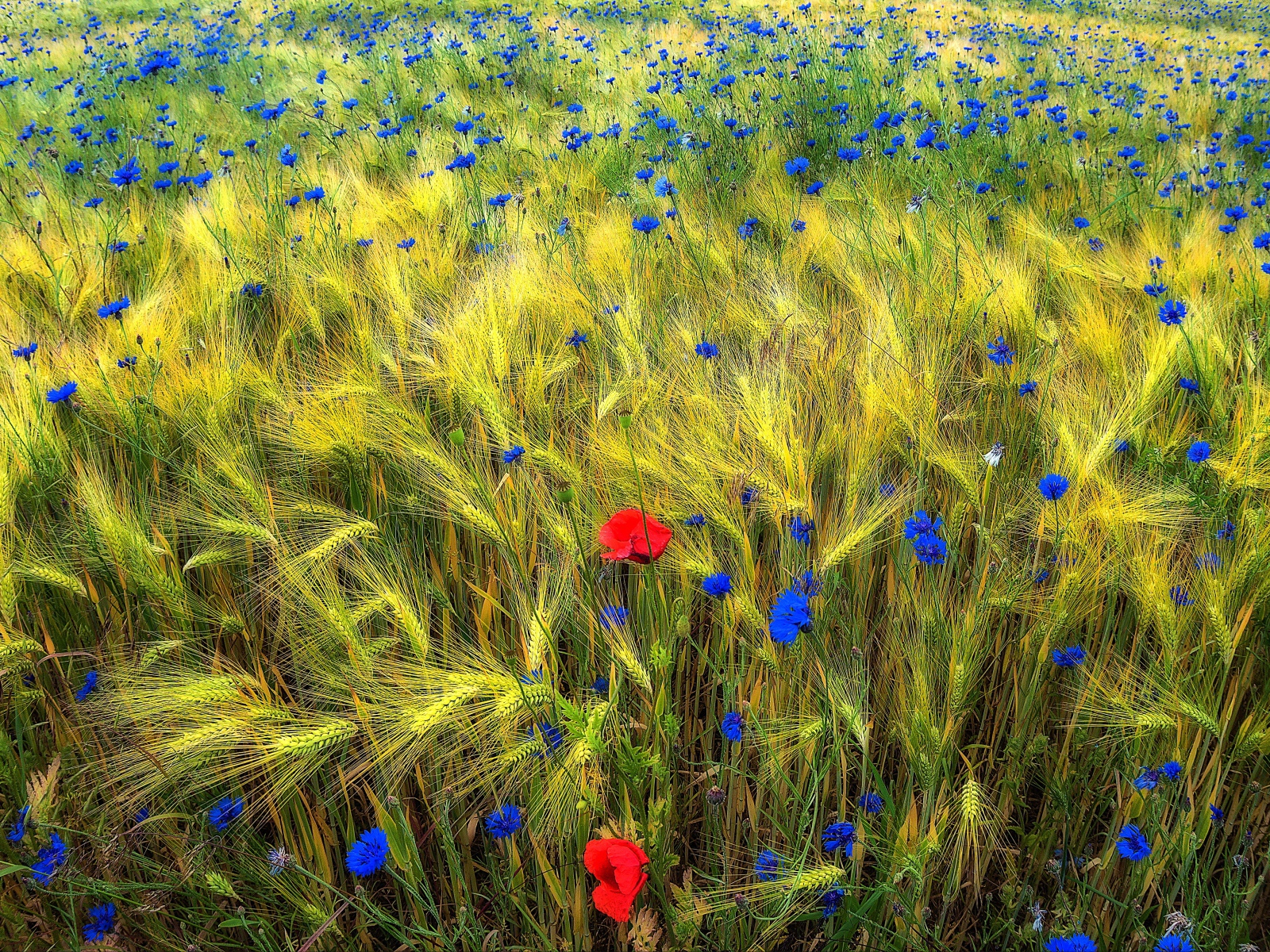 Полевые цветы на Украине