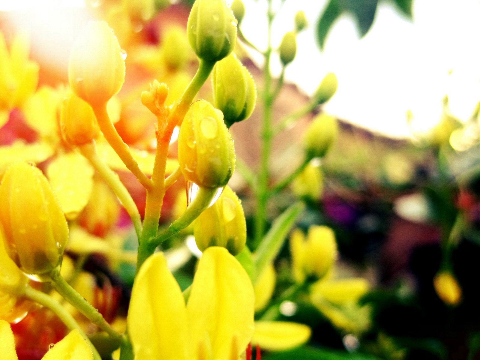 Желтые бутоны с каплями воды