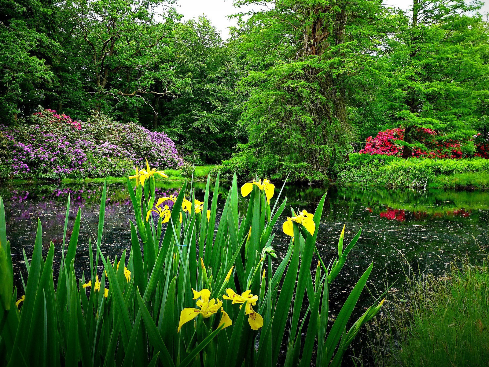 Желтые цветы на берегу озера