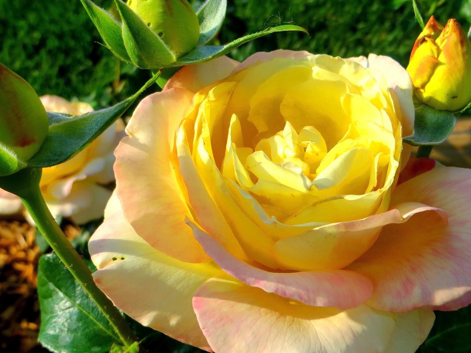 Жёлтая роза на лужайке