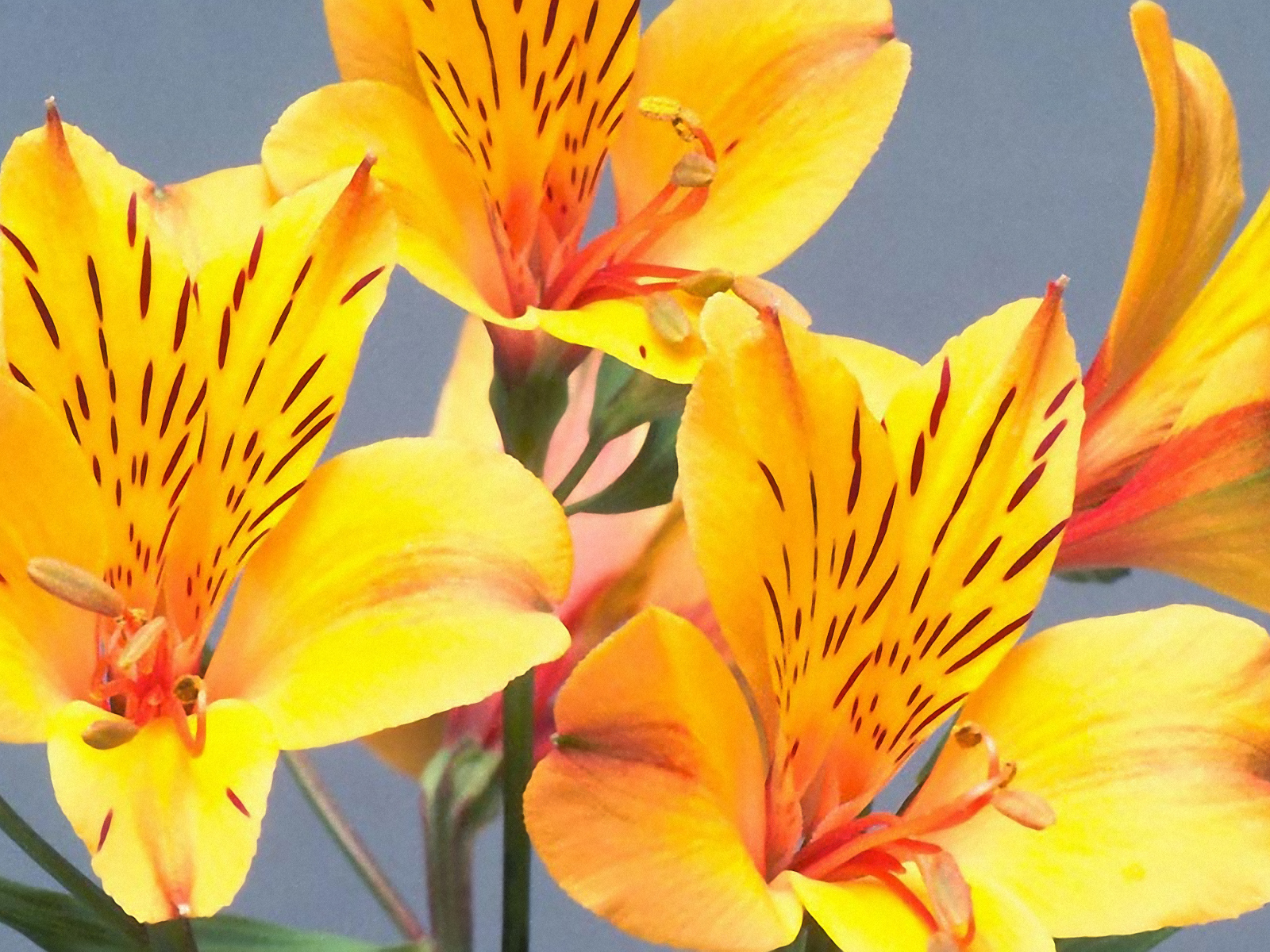 Желтые пятнистые цветы