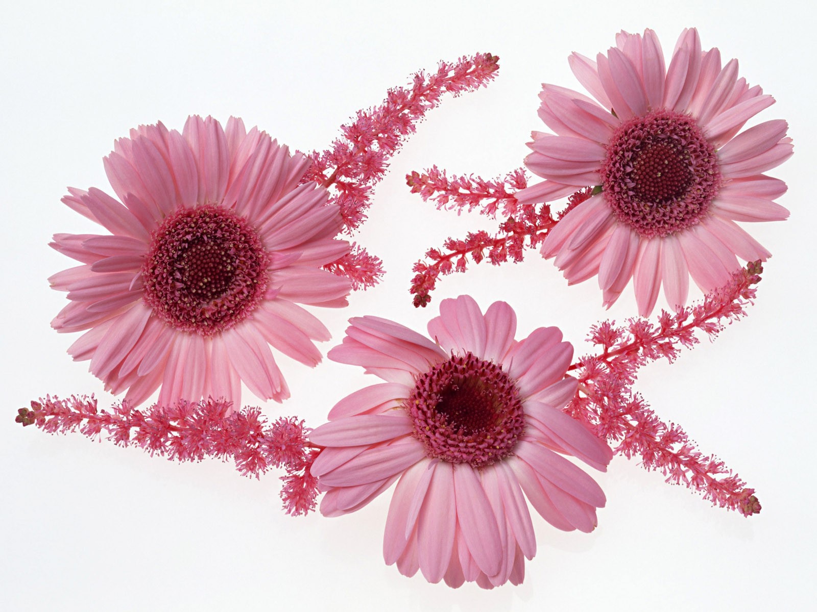 Розовые цветы с ветками