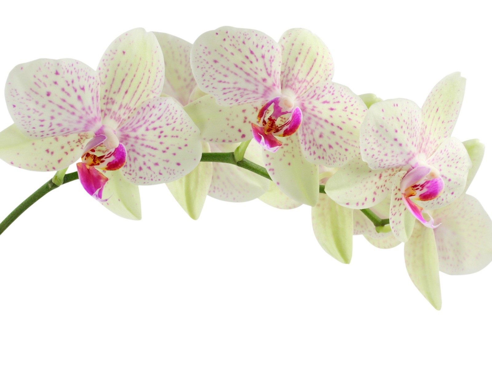 Пятнистая орхидея на белом фоне
