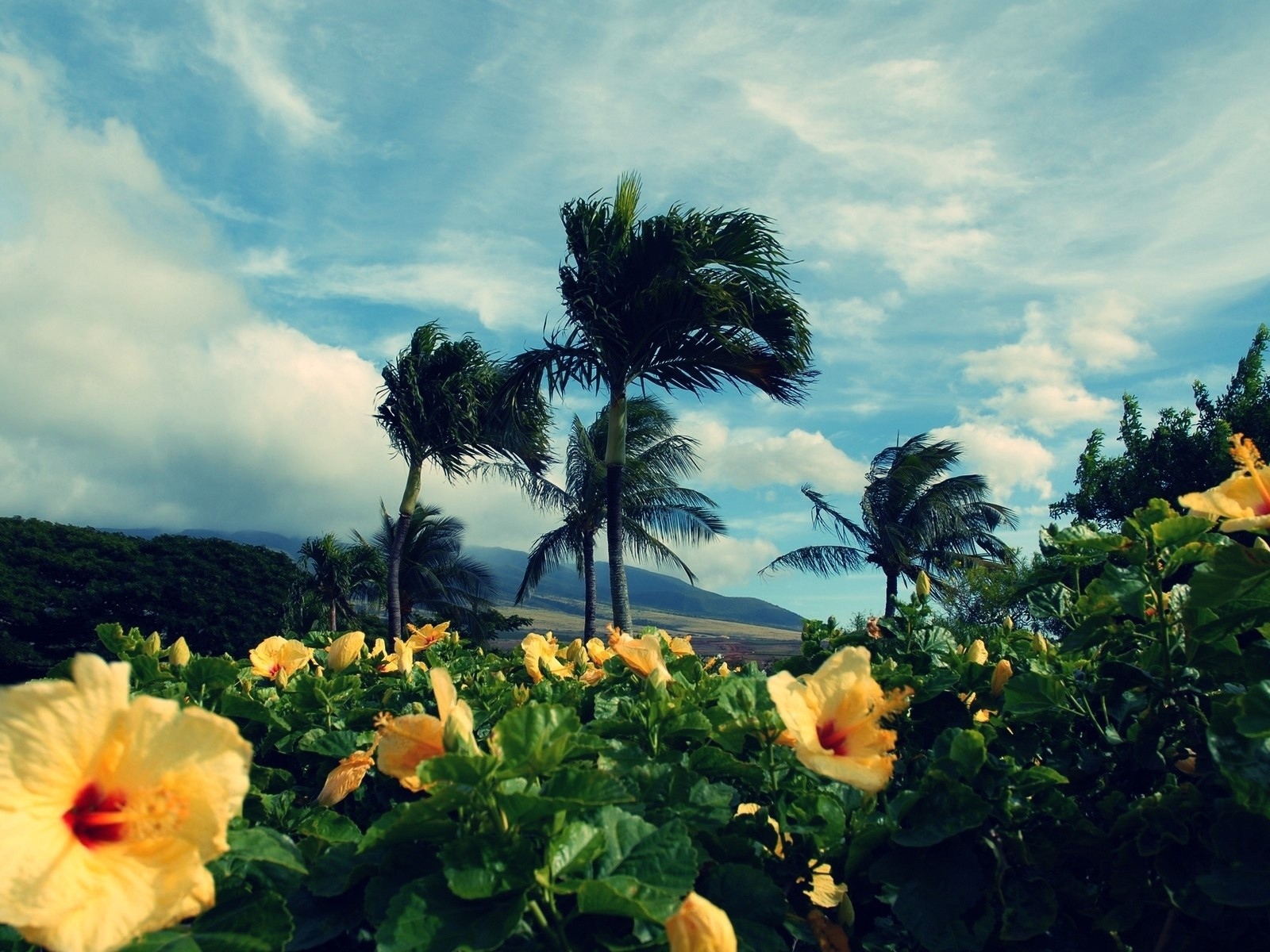 Желтые тропические цветки