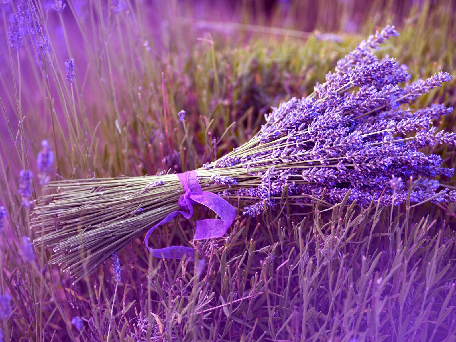 Букет лаванды