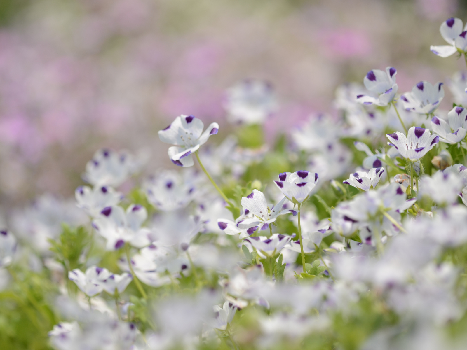 Сине белые цветки льна