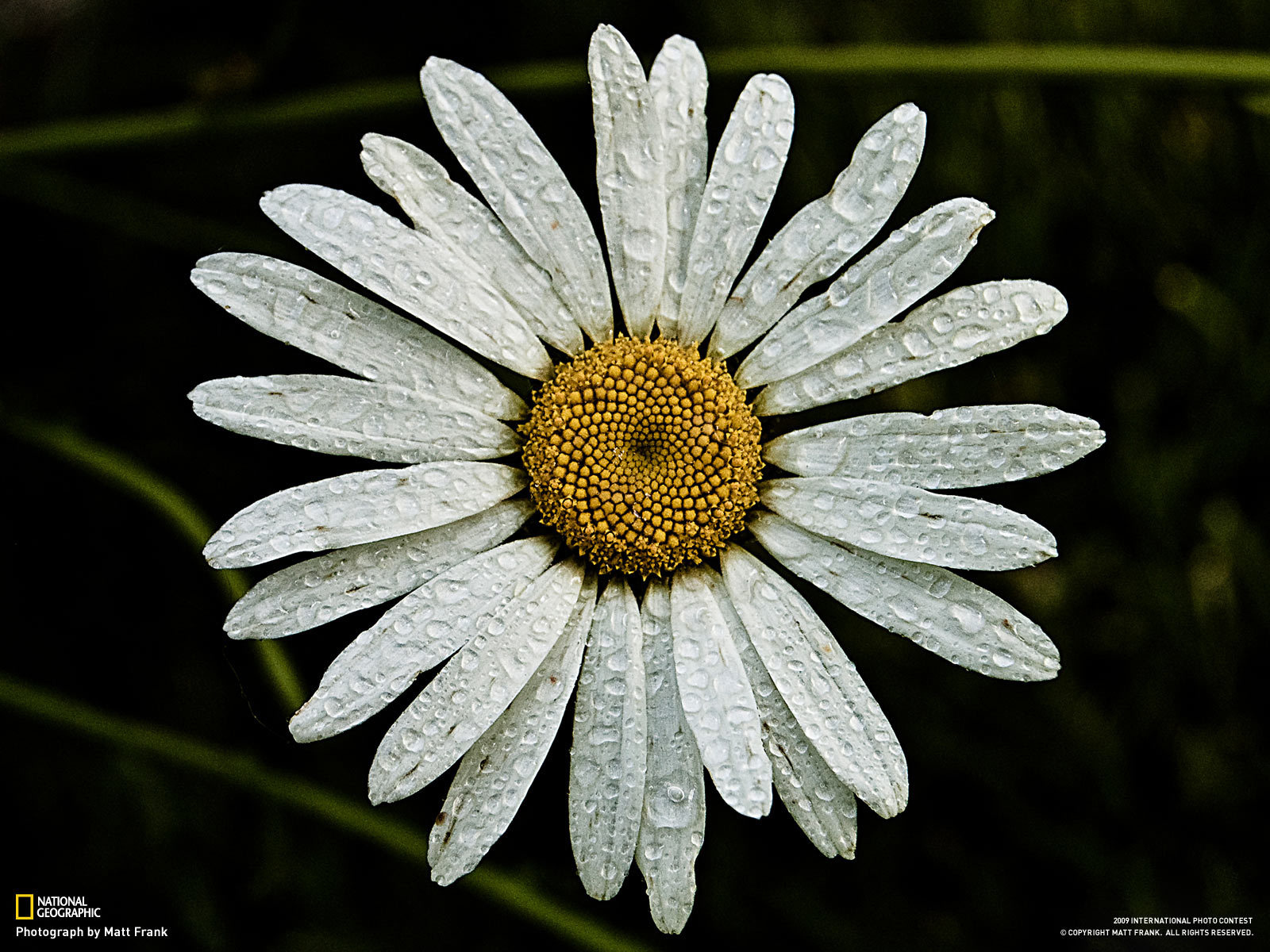 Ромашка с каплями