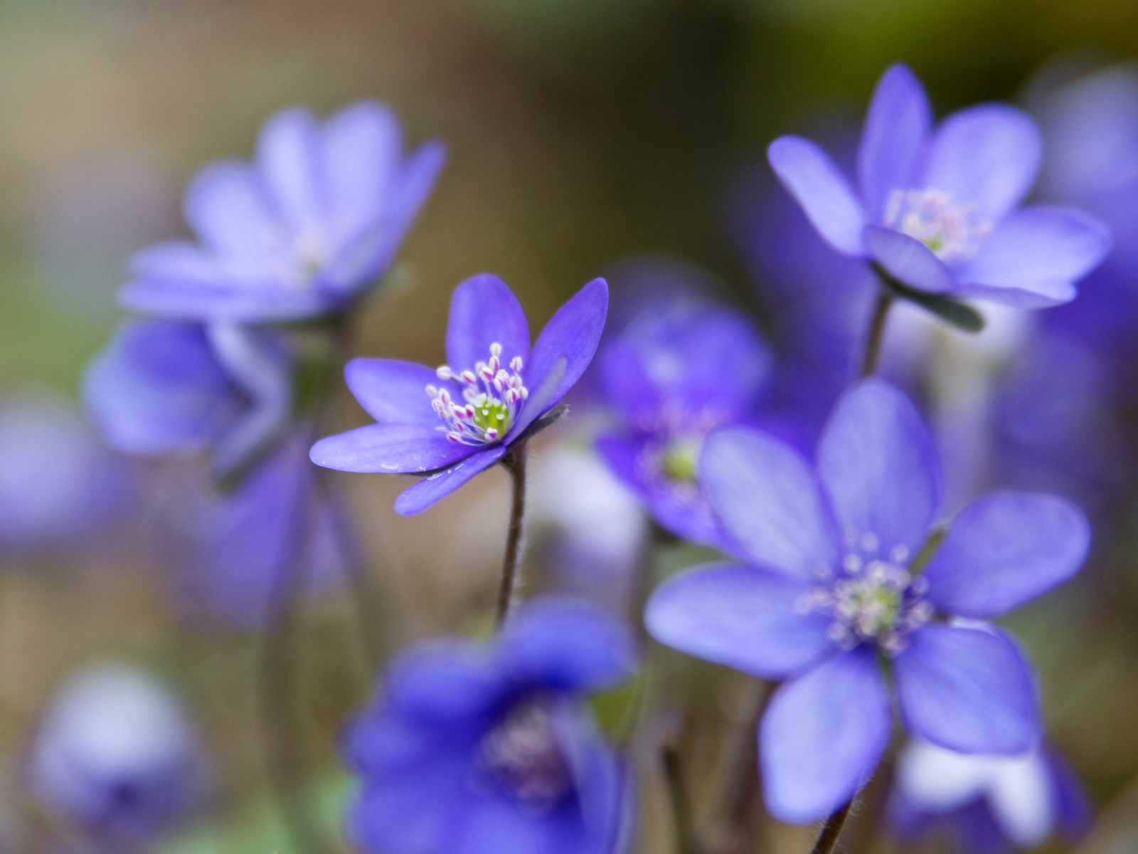 Цветы подснежники