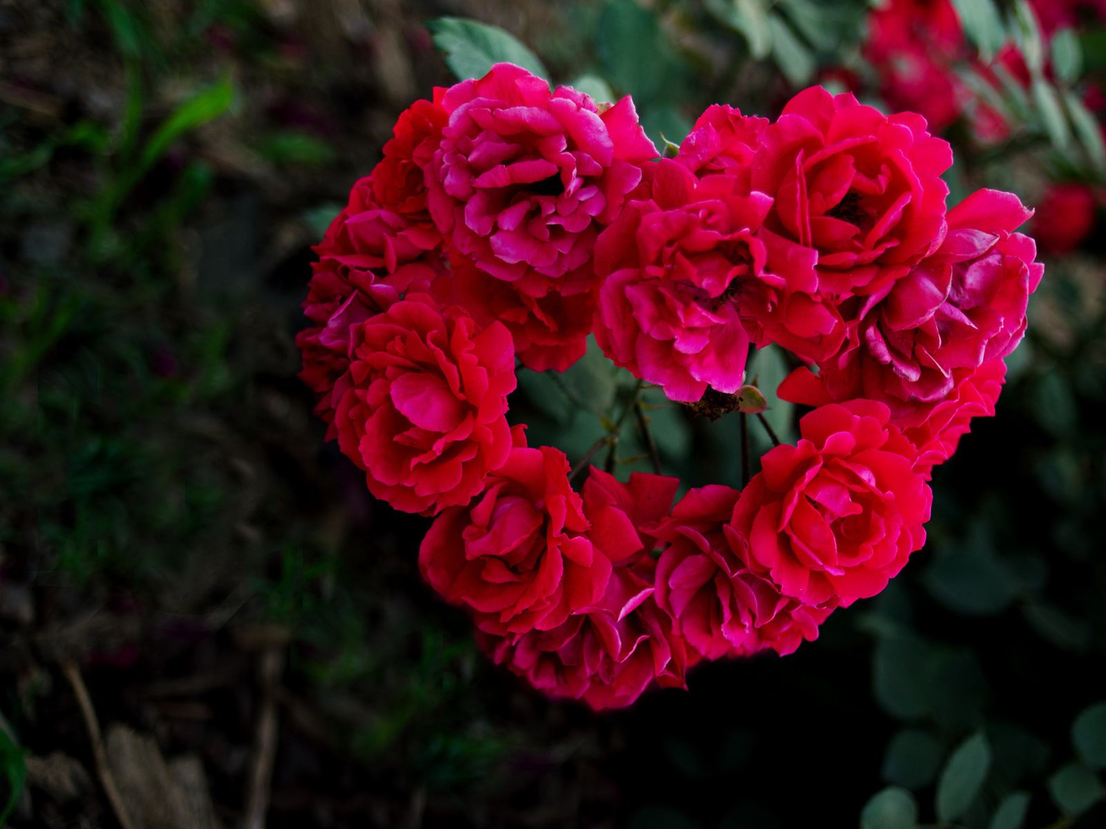 Сердечко из роз