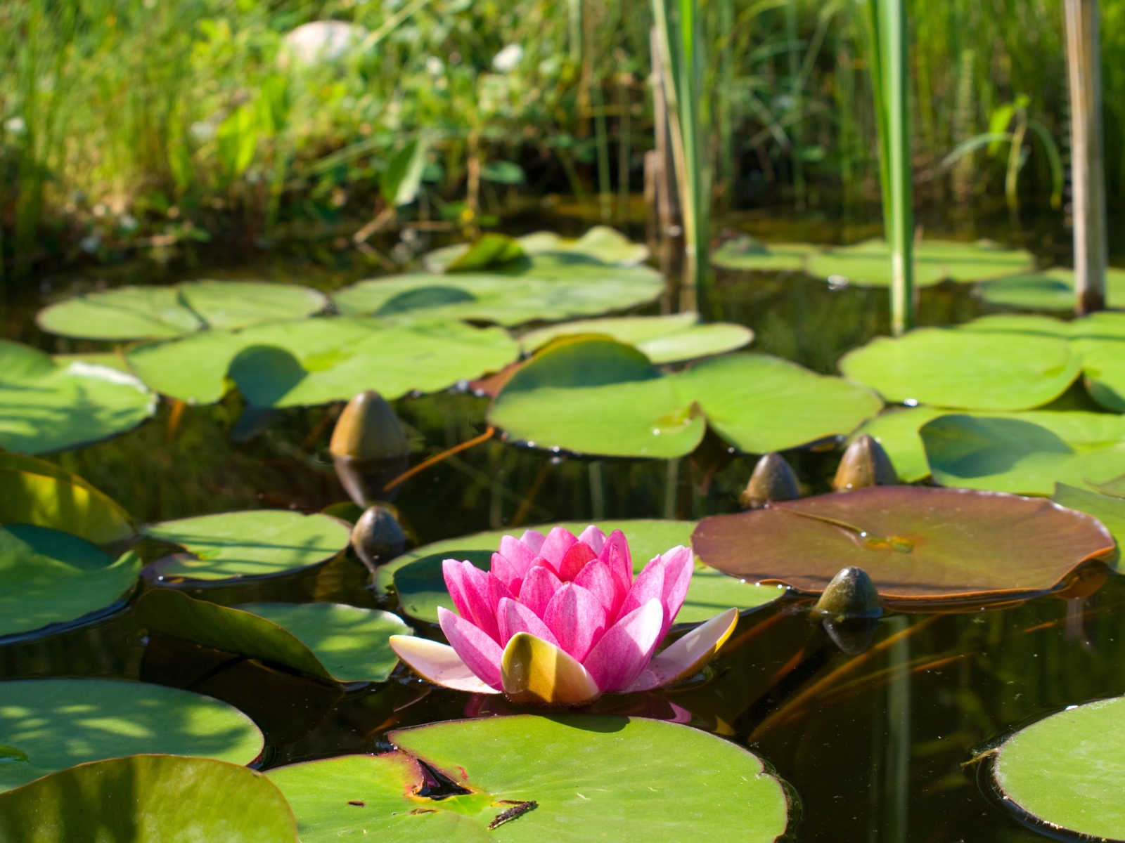 Озеро с водяной лилией