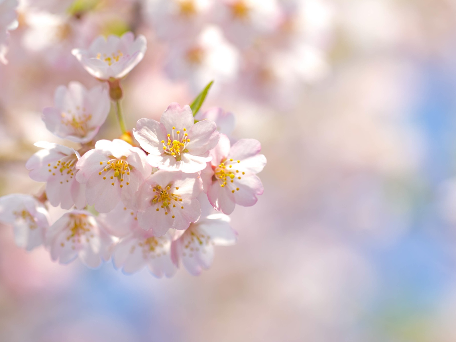 Розовые лепестки цветущей сакуры