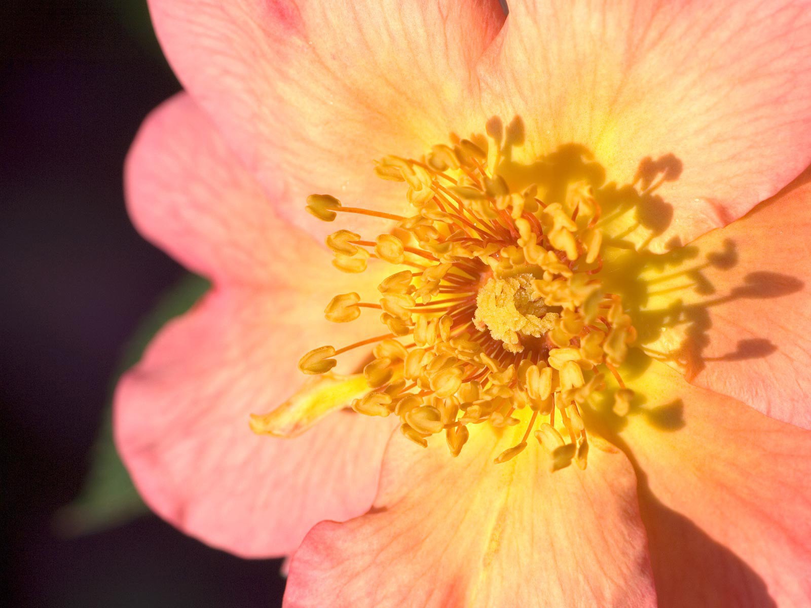 Пестики цветка