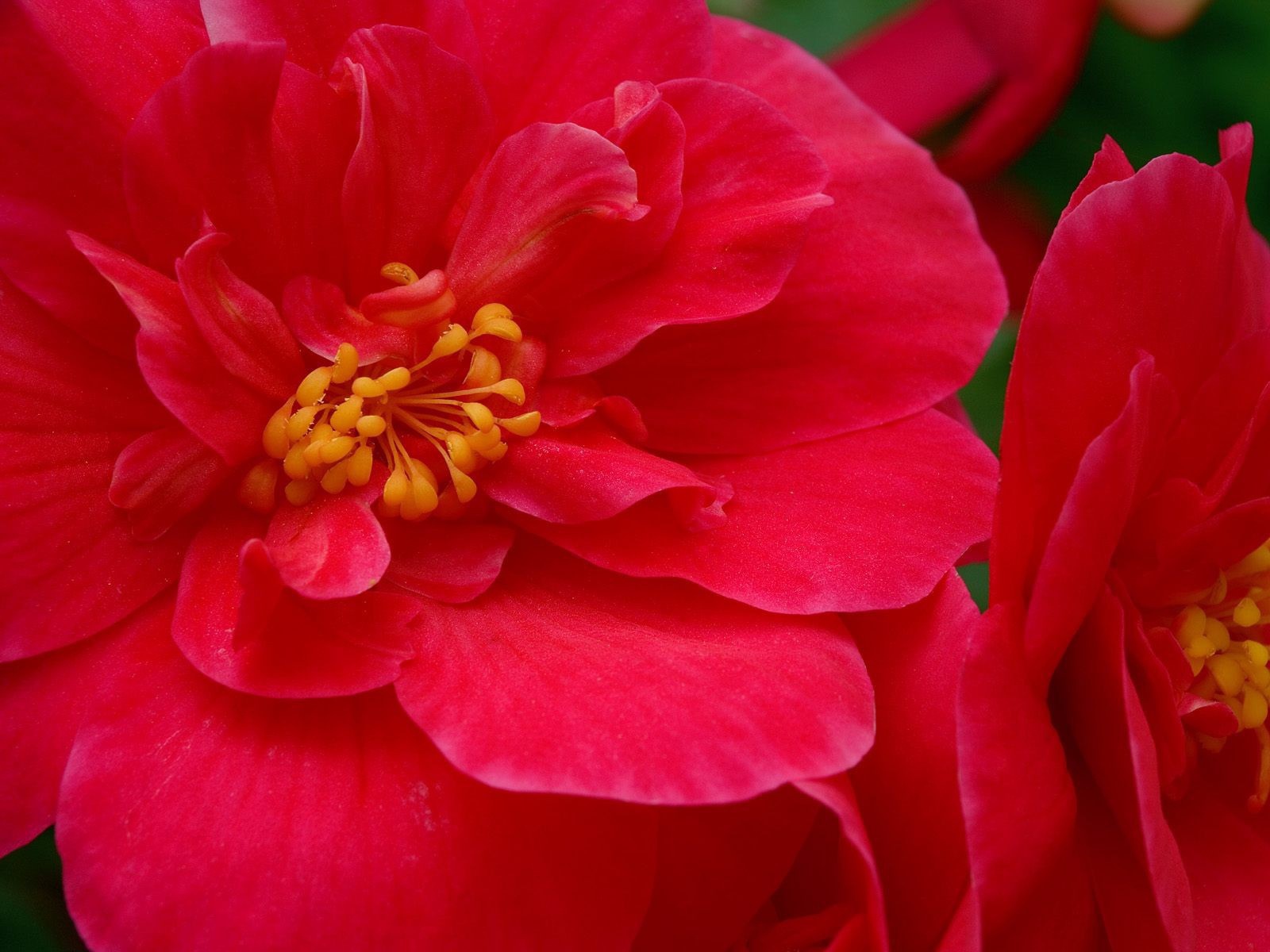 Красные большие цветы