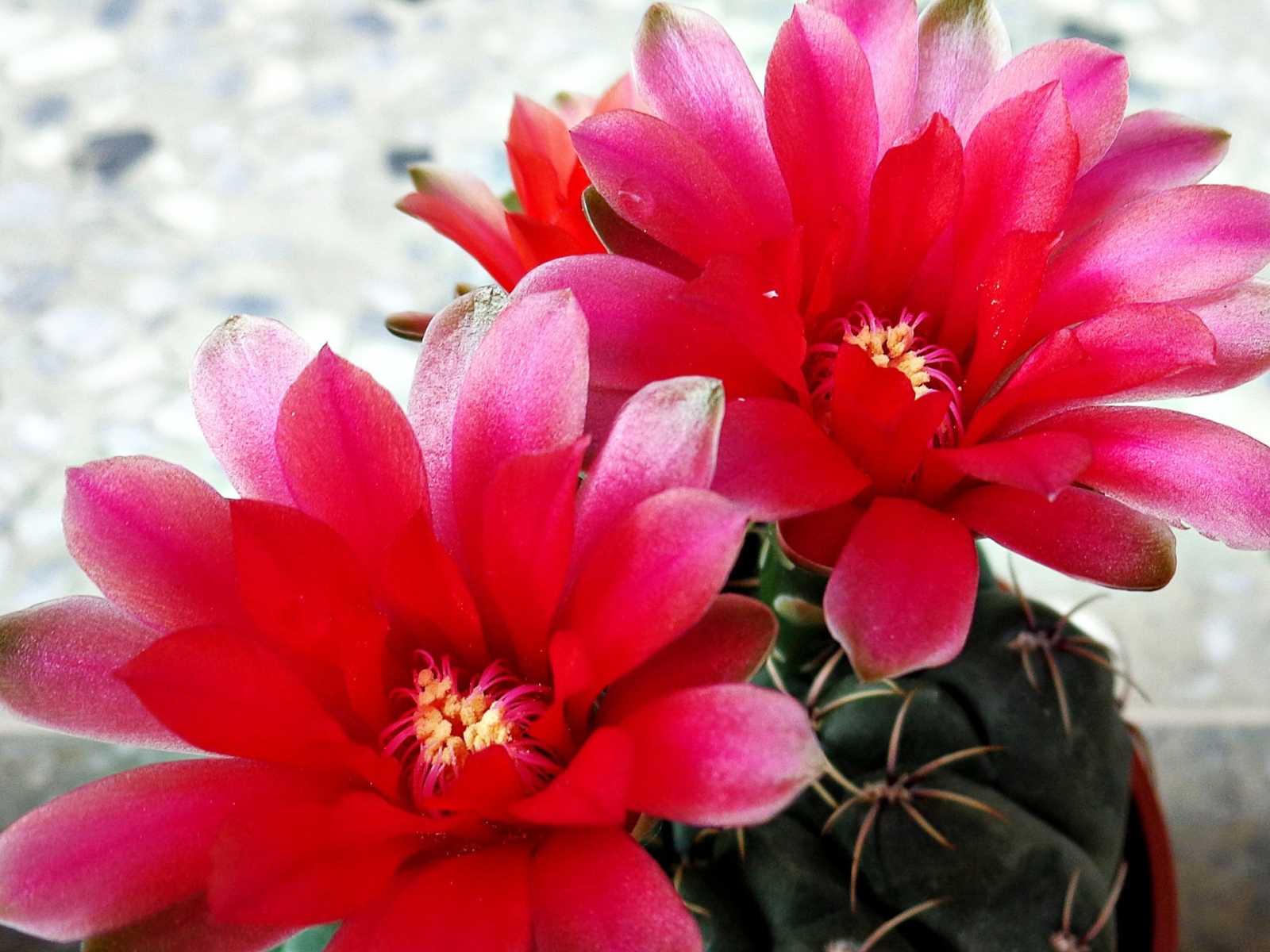 Красные цветы на кактусе