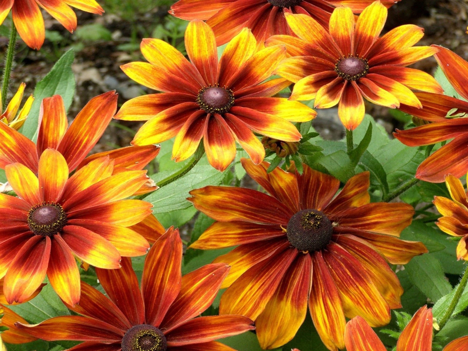 Красно желтые цветы