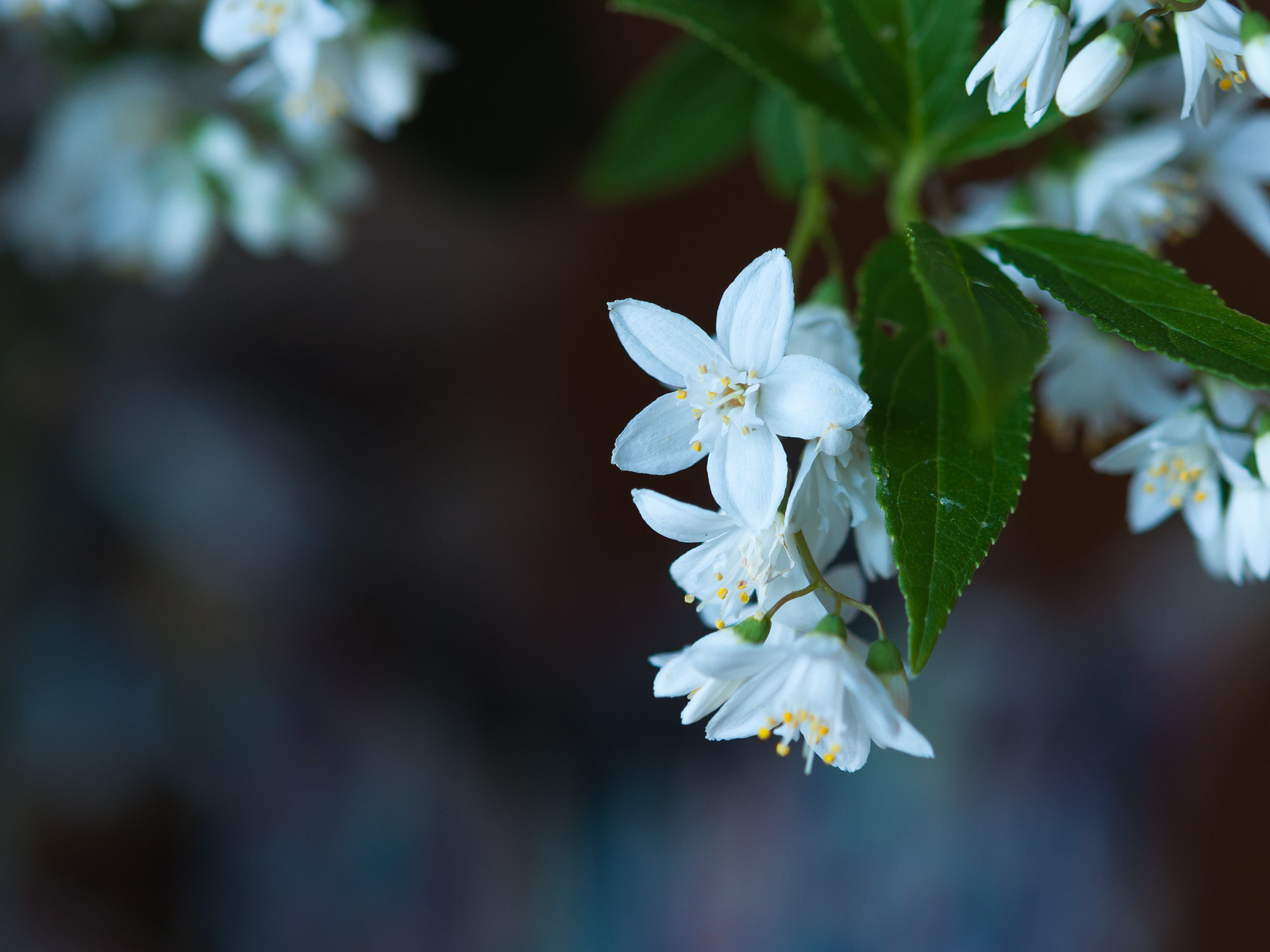 Маленькие белые цветы