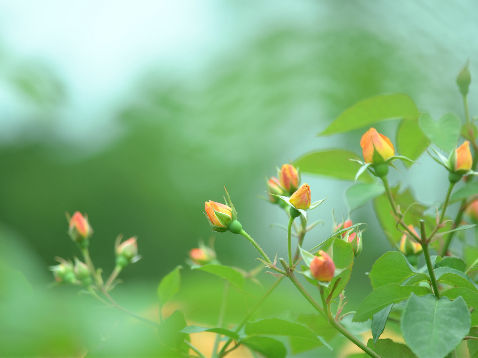 Нераскрытые бутоны роз