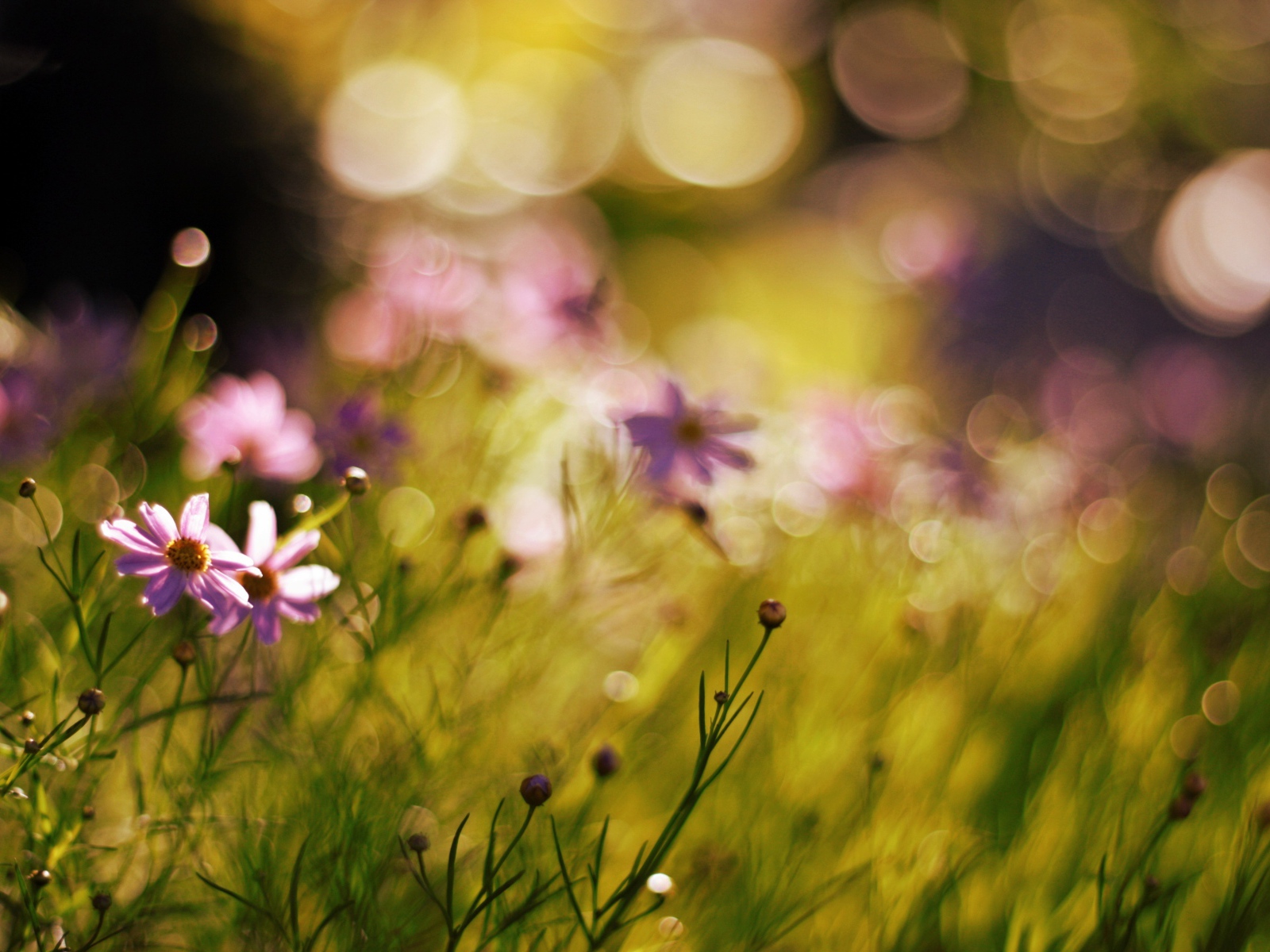 Полевые цветы на фоне бликов