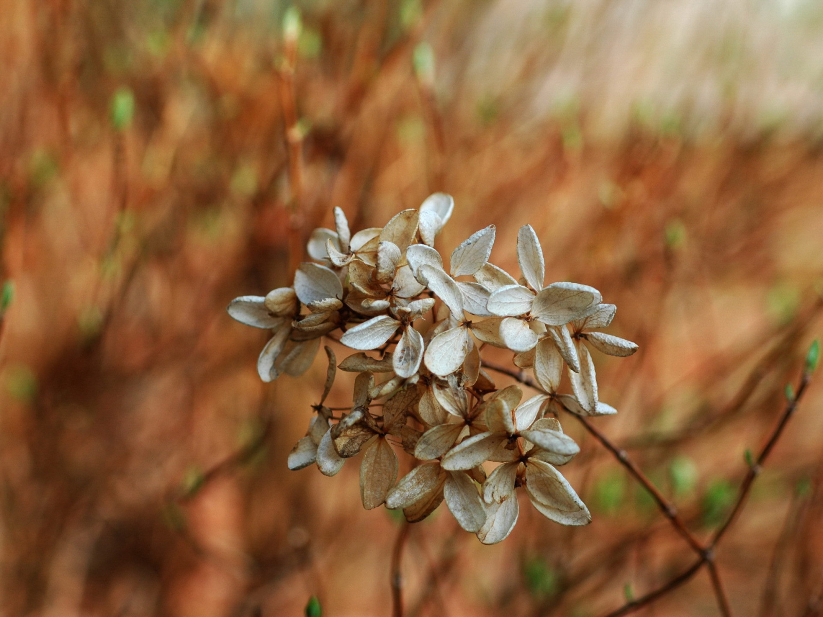 Завядший цветок