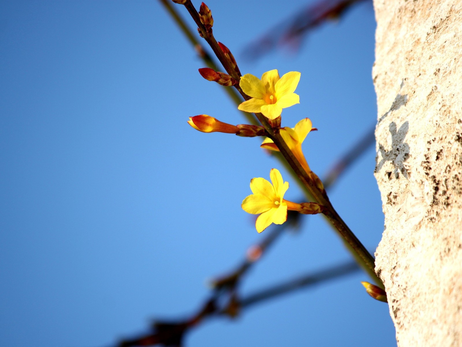 Желтые цветы на ветке