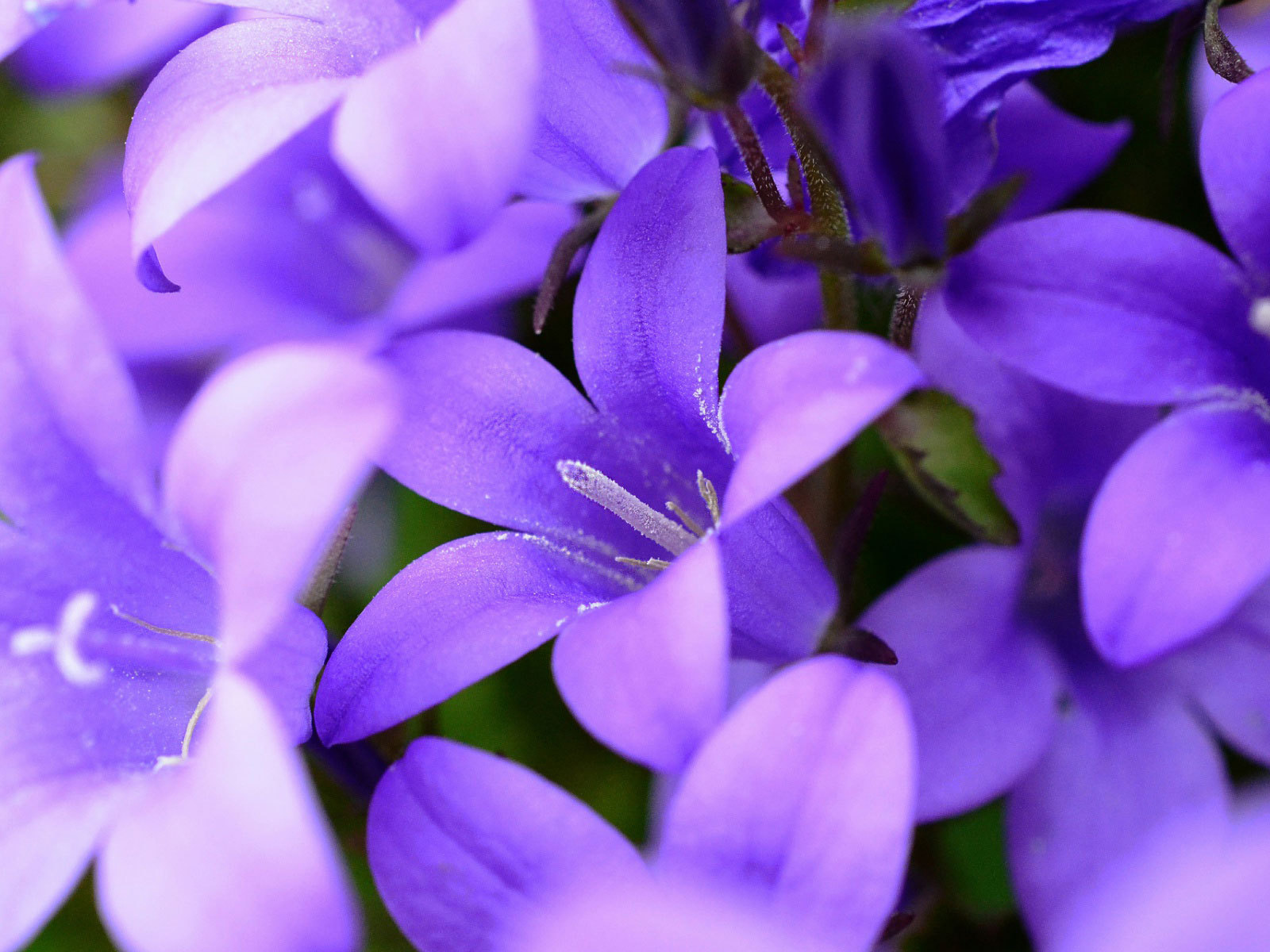 Фиолетовые колокольчики