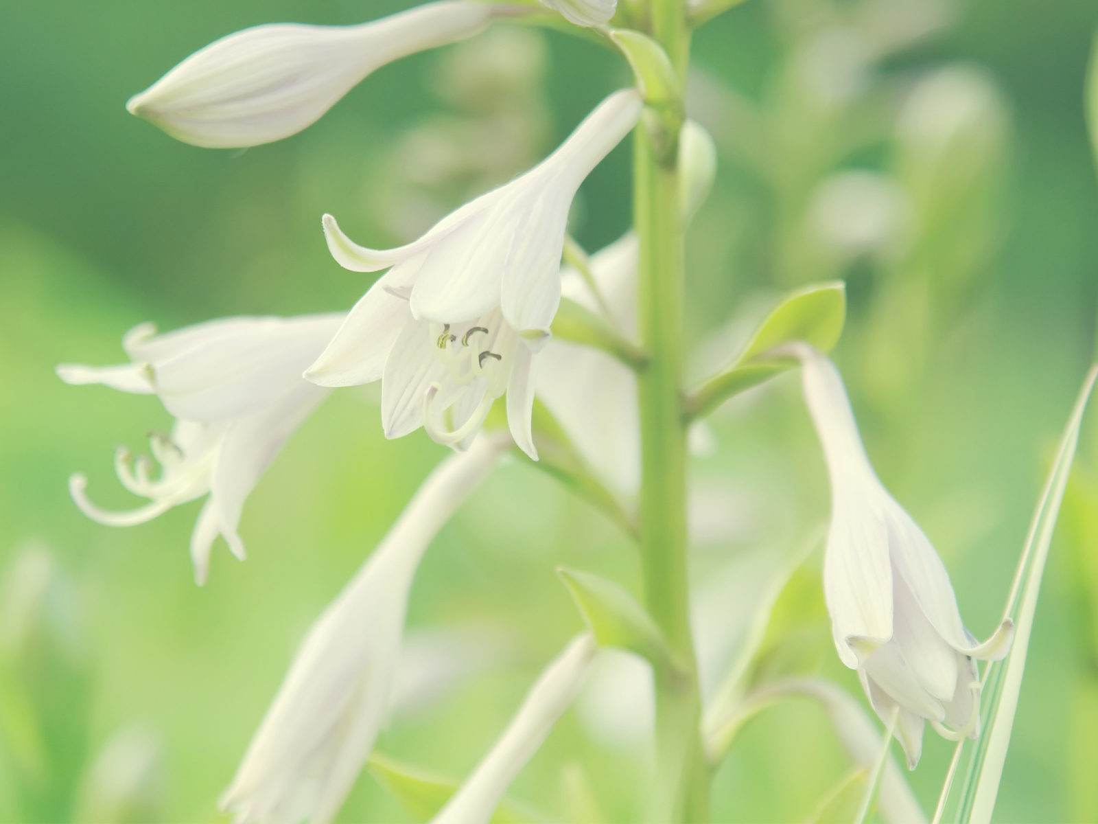 Белые колокольчики
