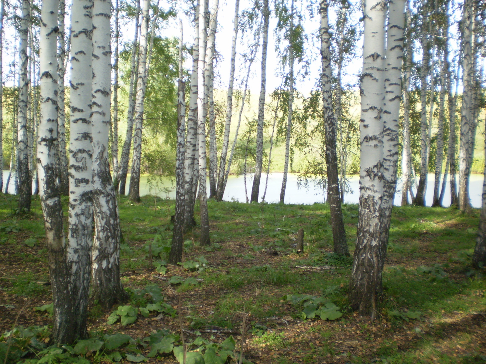 Березовая роща у озера