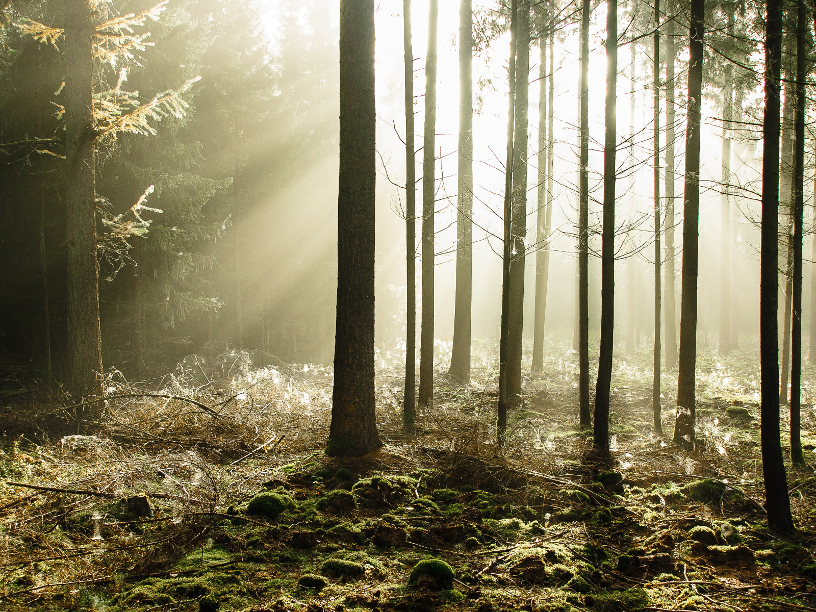 Сказочный летний лес