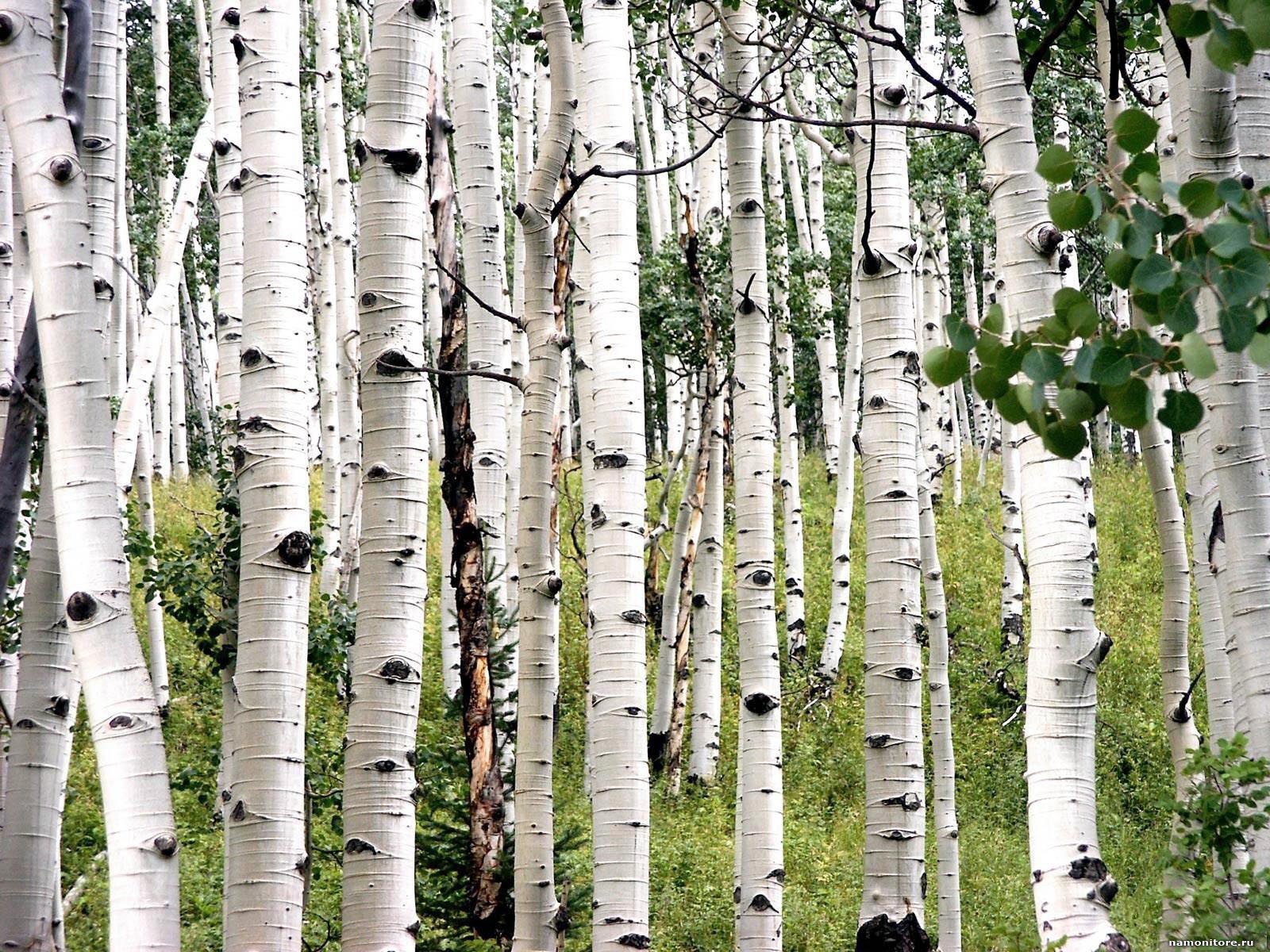 Белая береза