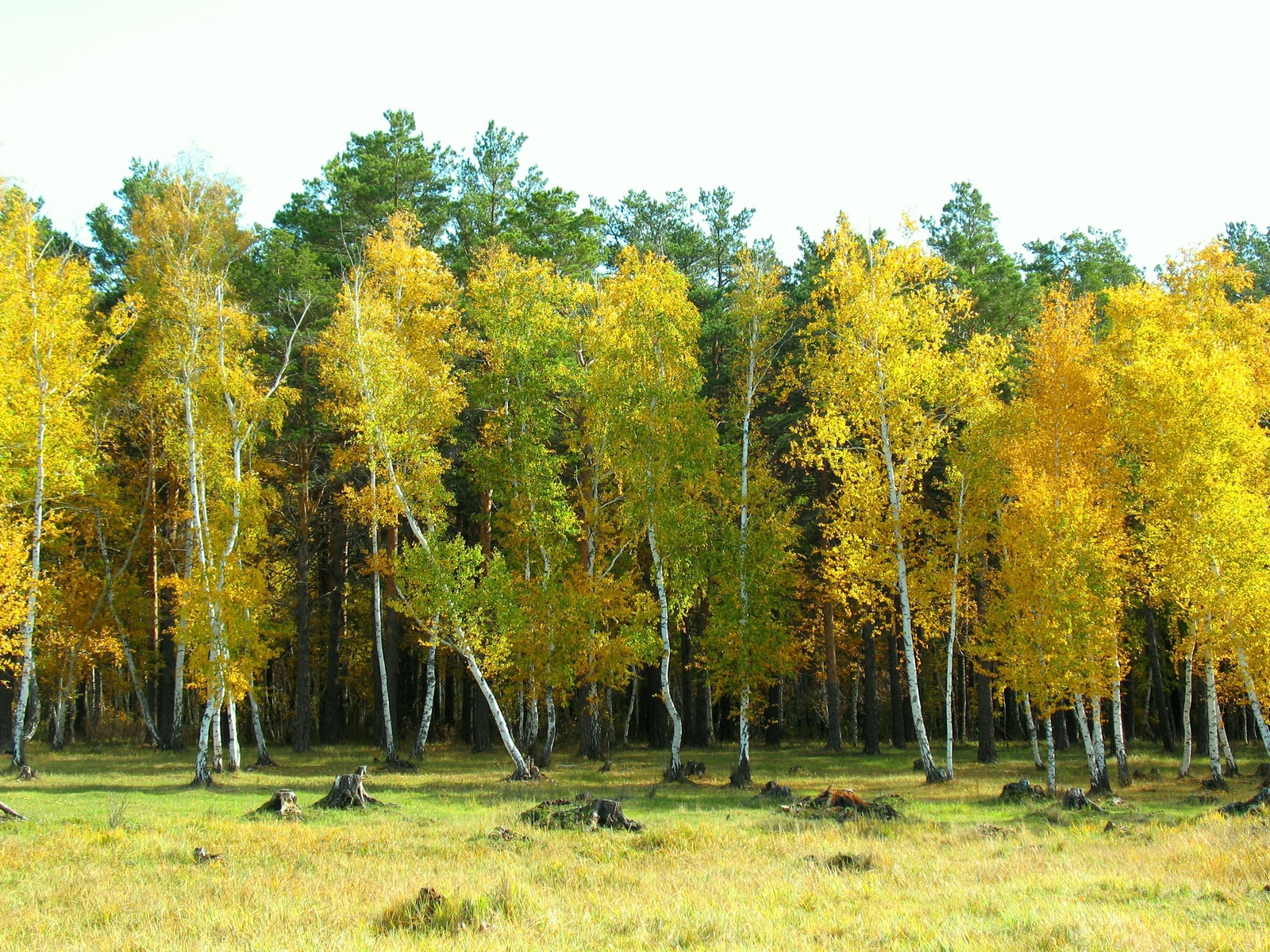 Березовый лес
