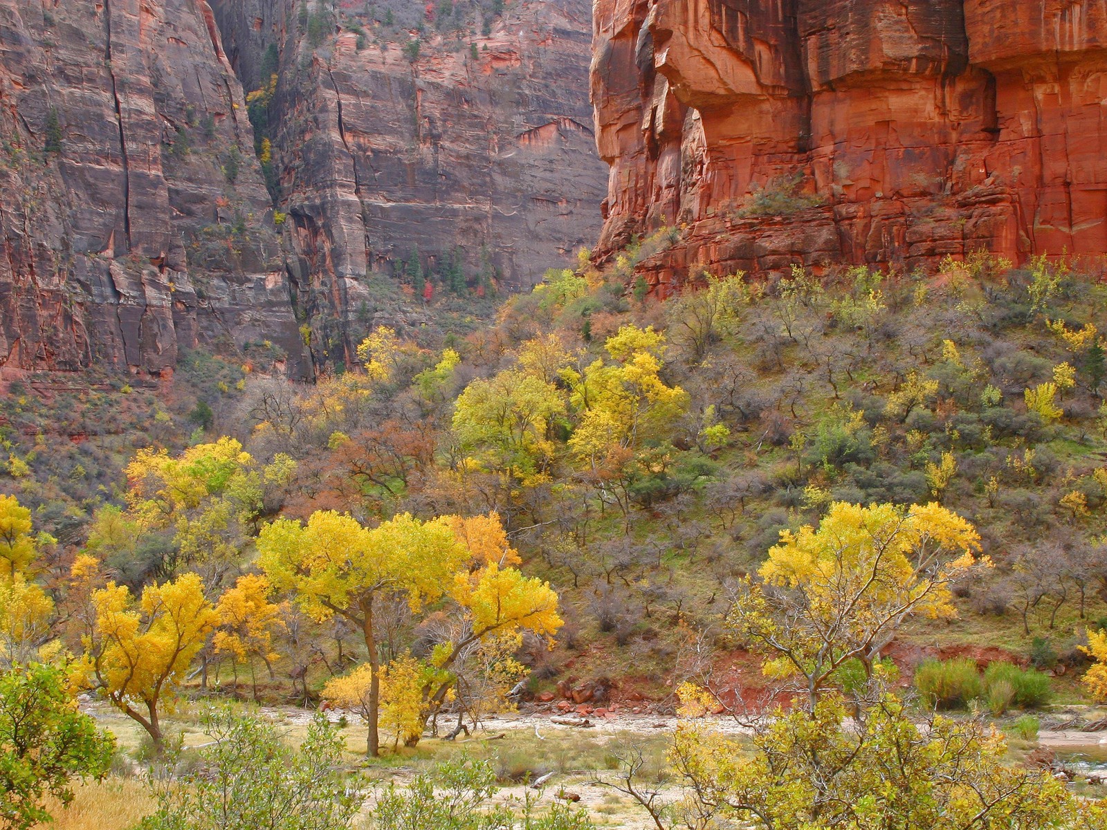 Растительность в горах