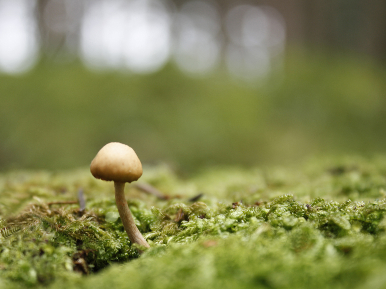 Пробивается молодой гриб