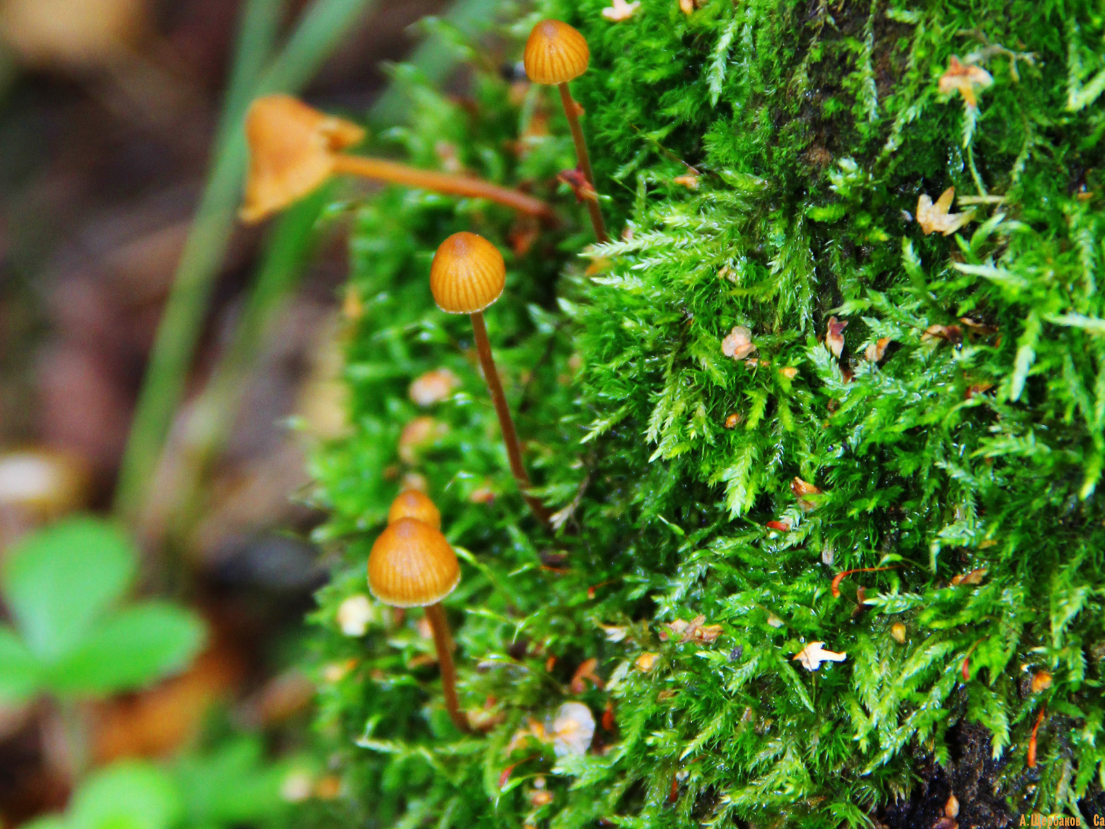 Семейка грибов опят