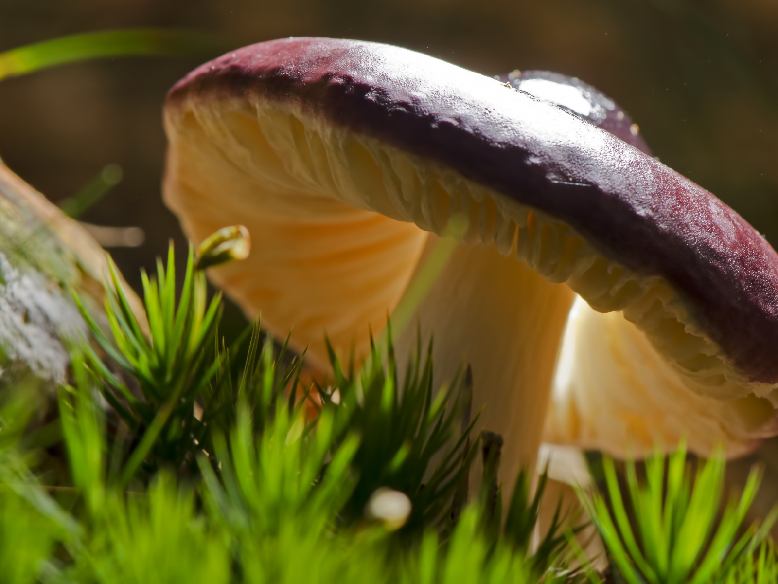 Роскошный съедобный гриб