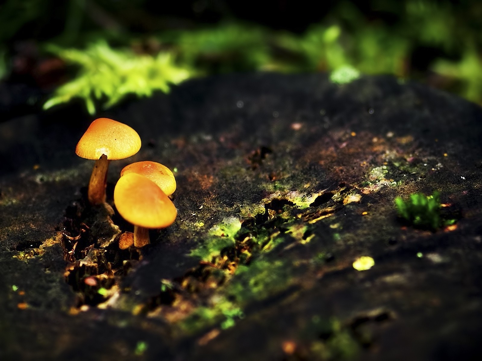 Три маленьких гриба