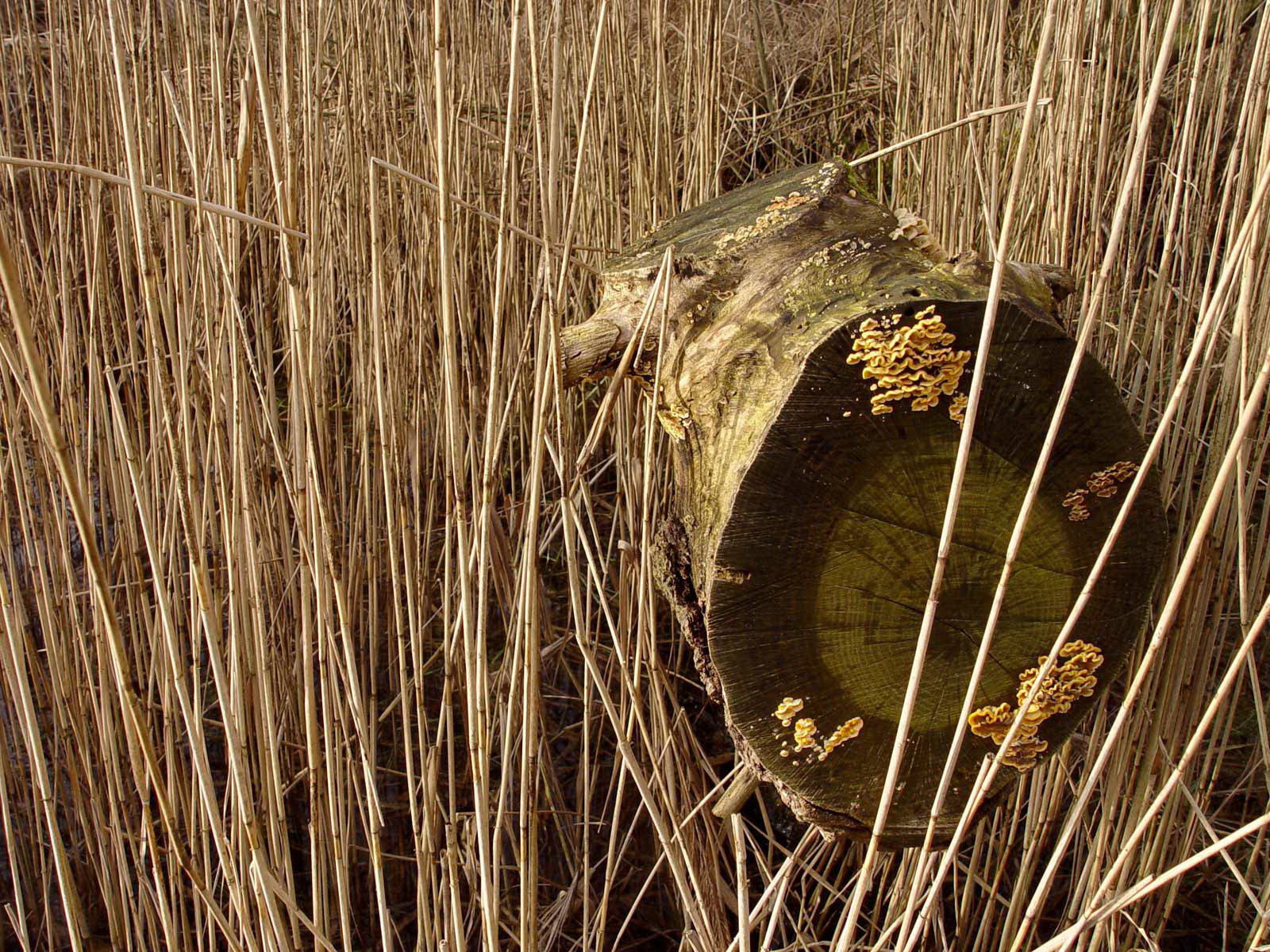 Старое бревно в траве