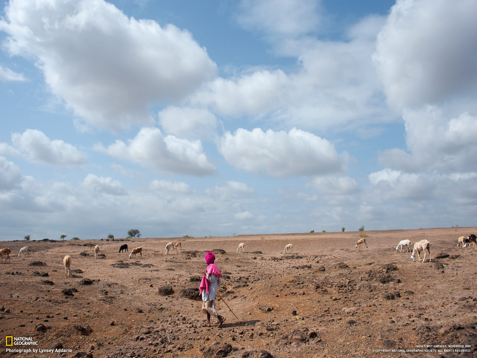 Пастух овец